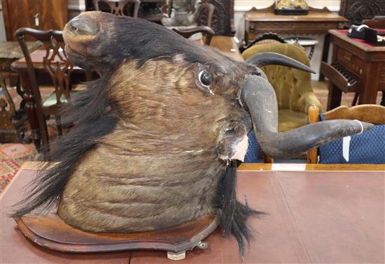 A mounted taxidermic wildebeest head. mounted on plaque with inscription Upper Zambesi 1910